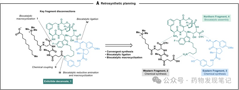 การเร่งปฏิกิริยาทางชีวภาพช่วยให้สามารถผลิต Macrocyclic Peptide Enlicitide ได้