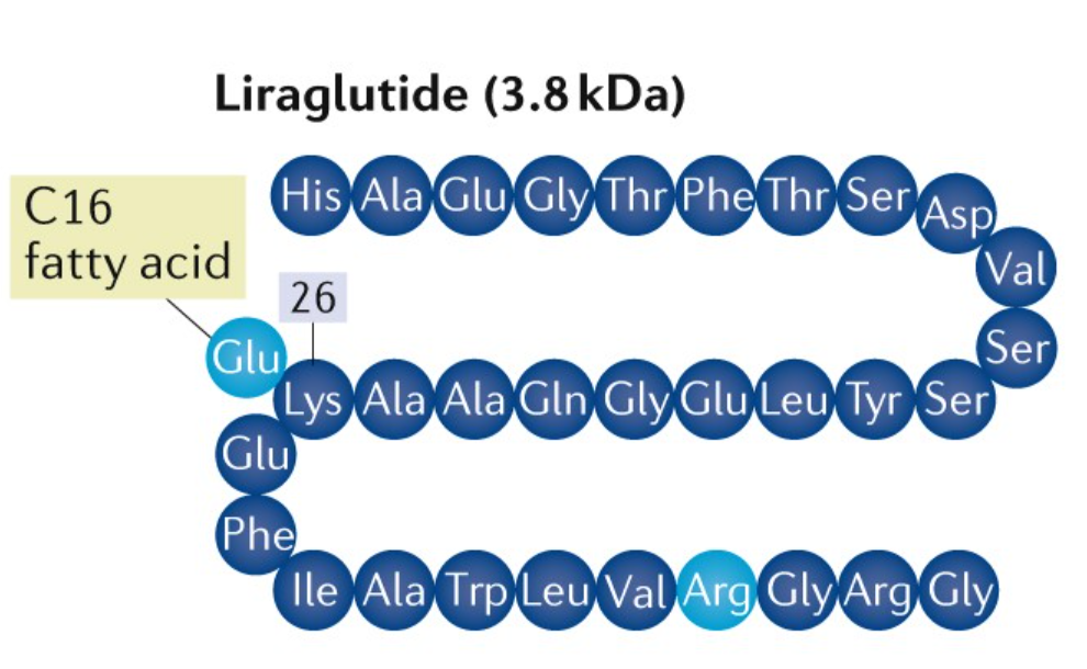 Liraglutide: ตัวเอกตัวรับ GLP-1 ที่ช่วยเพิ่มการเผาผลาญ